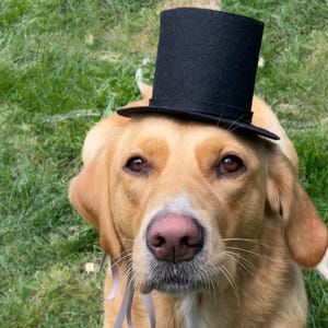 Hund Zylinder | Zylinder für Haustiere | Hund Hochzeits Outfit | Haustier-Kostüm | Hund Hochzeit Accessoires | Hundekostüm l Miniatur Zylinder Hut für Haustiere