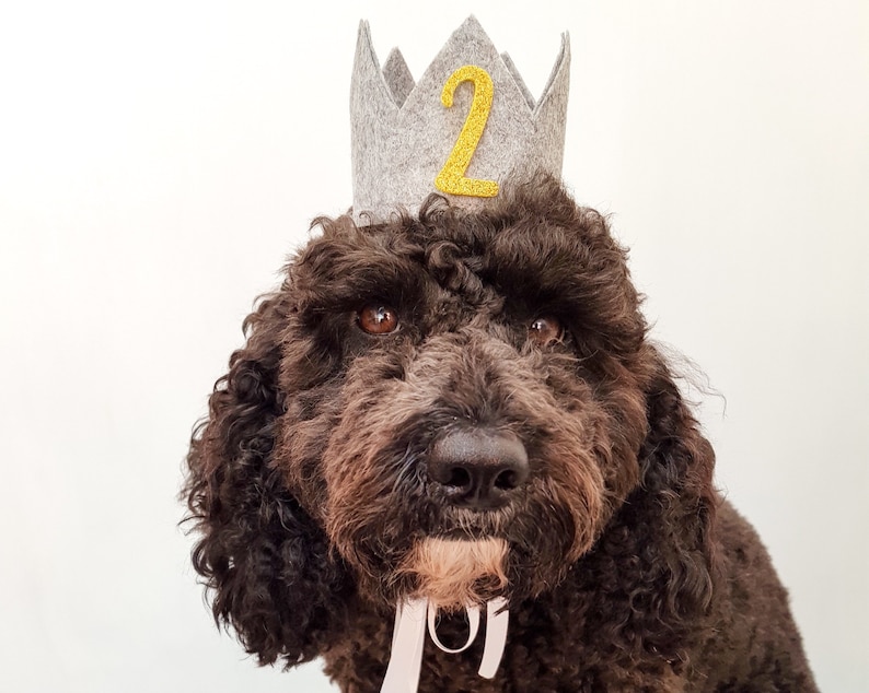 Dog Birthday Crown Cat Party Hat with Age Custom Dog Crown Any age Dog Hat Pet Birthday Accessories Pet Pawty Outfit image 2