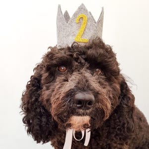 May include: A brown dog wearing a gray felt crown with a gold glitter number two on it.