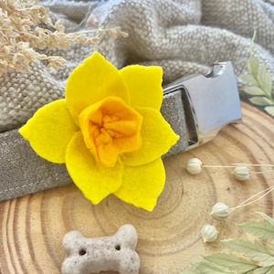 May include: A yellow felt daffodil flower attached to a gray linen dog collar with a silver buckle.