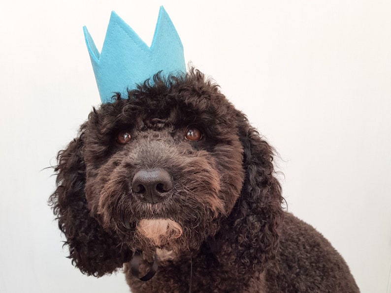 Pet Crown Custom Dog Birthday Crown Hats for Cats Dog Birthday Outfits Pet Birthday Party Decoration Cat Birthday Hat image 1