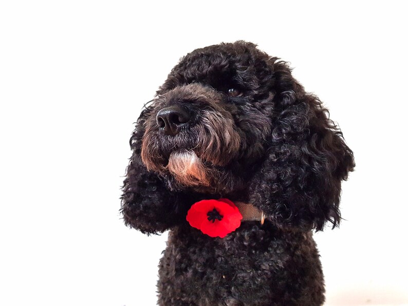 Poppy Collar Accessory Poppy Dog Collar Flower Dog Flower - Etsy UK