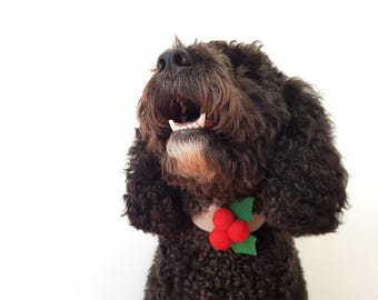 Puede incluir: Un perro marrón de pelo rizado con un collar de muérdago rojo y verde. El perro está mirando hacia arriba y tiene la boca abierta.