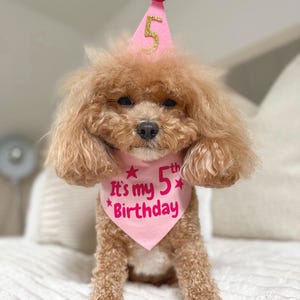 Dog Birthday Hat and Bandana | Custom Dog Birthday Outfit | Birthday Pawty Matching Hat and Bandana | Cat Age Birthday Party Costume image 3