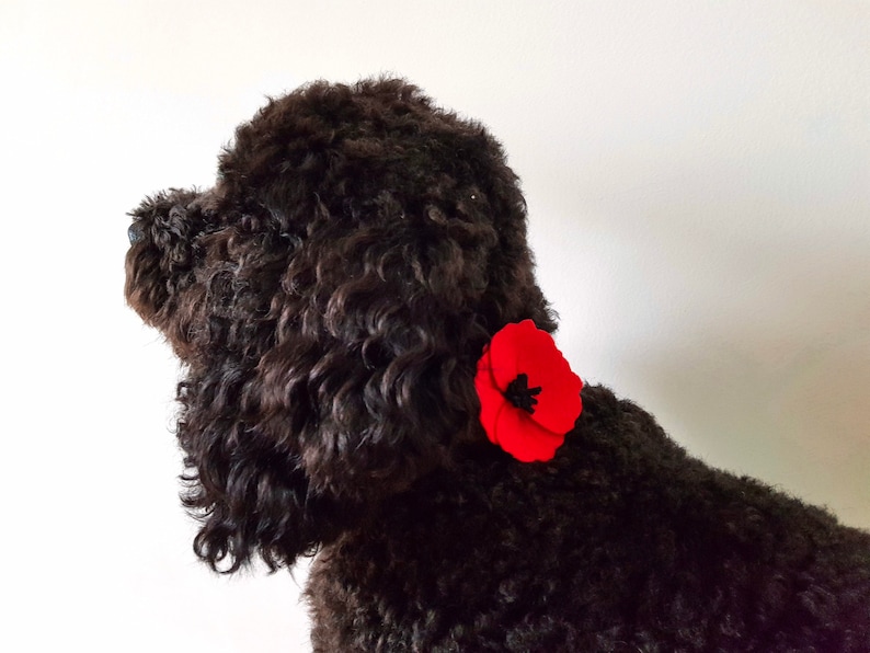 Poppy Collar Accessory Poppy Dog Collar Flower Dog Flower Etsy UK