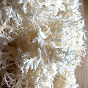 Wildcrafted Coral Tooth Mushroom Tincture
