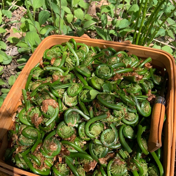 Pre-Order for Fresh VT Fiddleheads