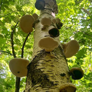 Teinture polypores de bouleau sauvage