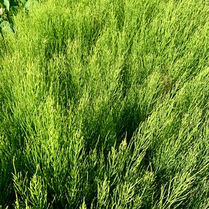 Wildcrafted Horsetail Tincture