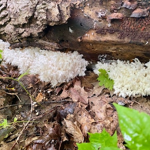 May include: White, spiky mushrooms growing on a fallen log in a forest setting. The mushrooms are clustered together and have a soft, delicate appearance.