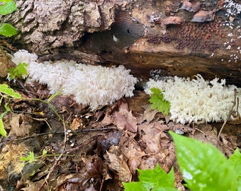 Tintura de mezcla de setas silvestres