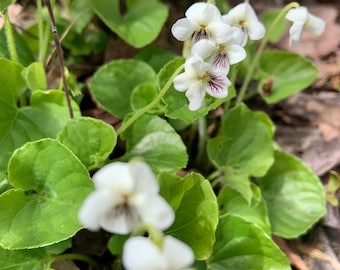 Wildcrafted Sweet Violet Tincture