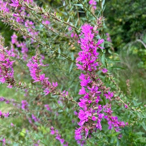 Blutweiderich-Tinktur