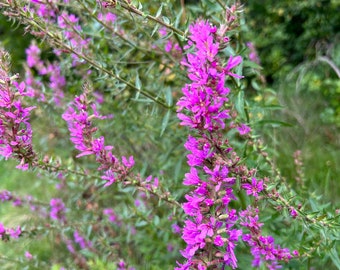 Wildcrafted Purple Loosestrife Tincture