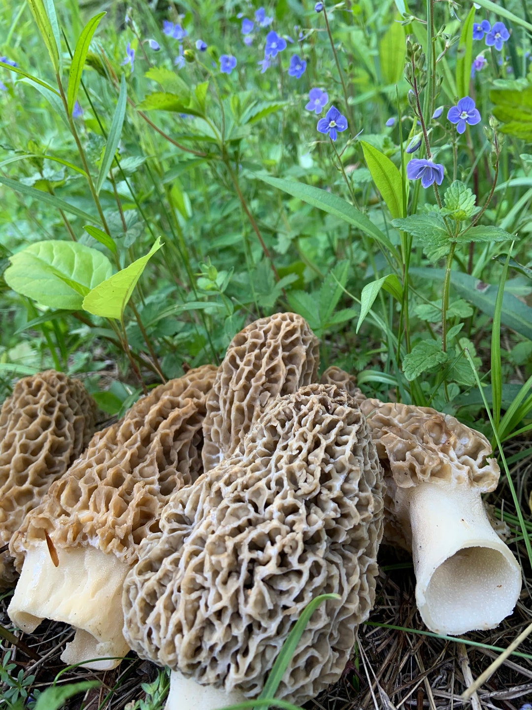 Sold Out Dried Morels Etsy