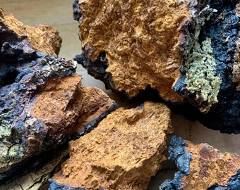 Wildcrafted Chaga Tincture