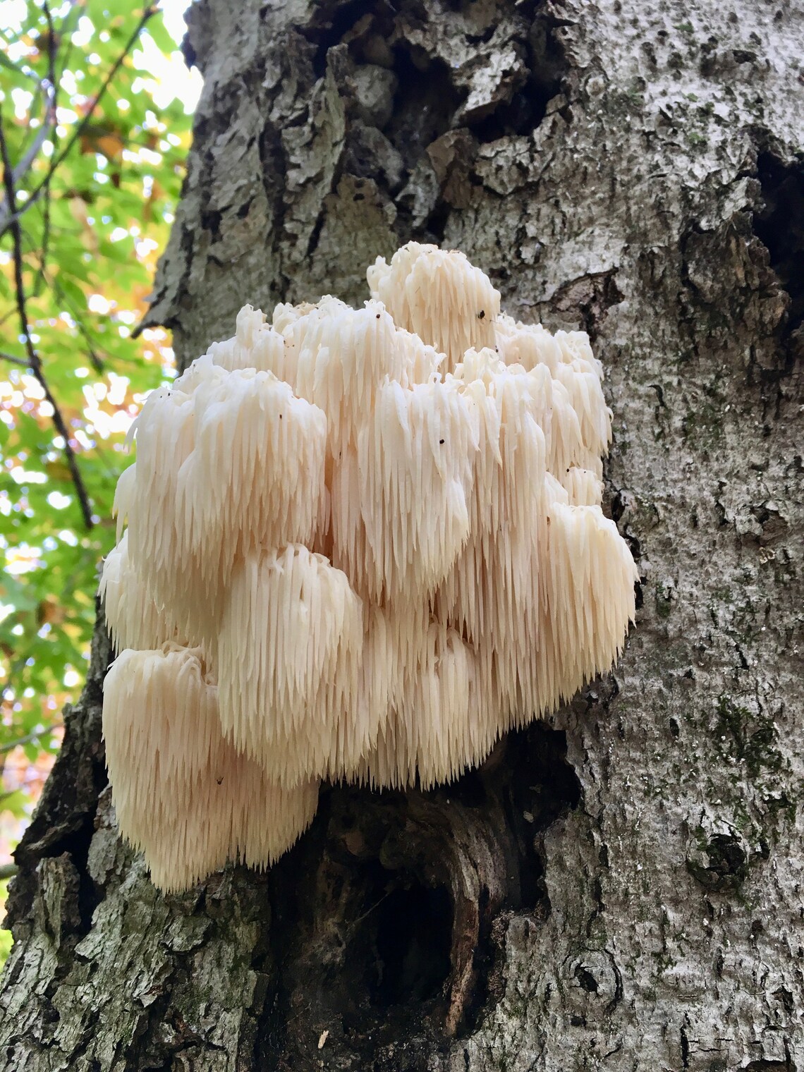 NOT AVAILABLE Dried Bear's Head Tooth Mushroom Etsy