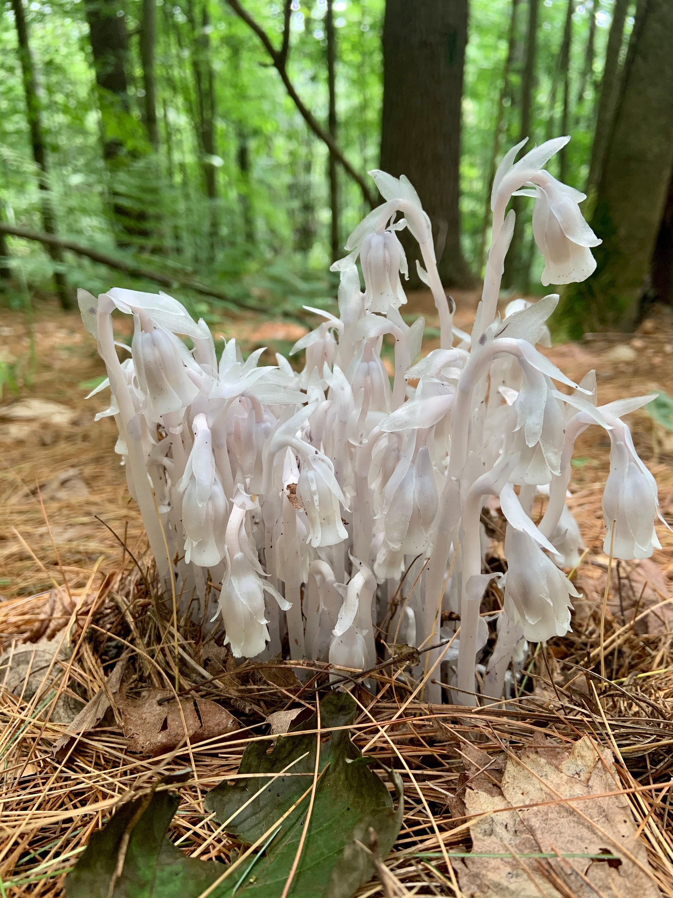 Ghost Pipe Tincture Etsy