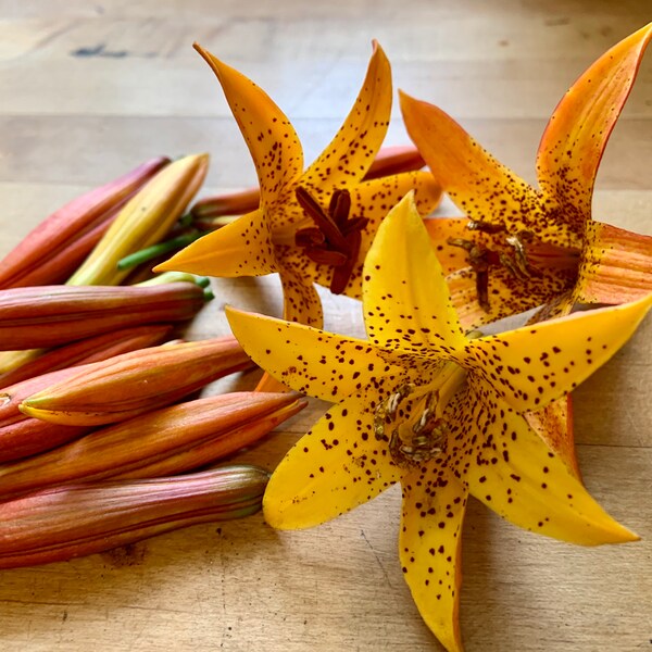 Tiger Lily Bulbs Etsy