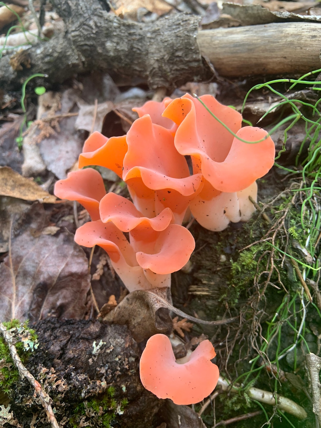 Sold Out Candied Apricot Jelly Mushrooms Etsy