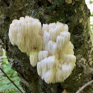Not Available** Dried Bear&#39;s Head Tooth Mushroom