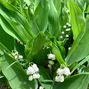 Wildcrafted Lily of the Valley Tincture