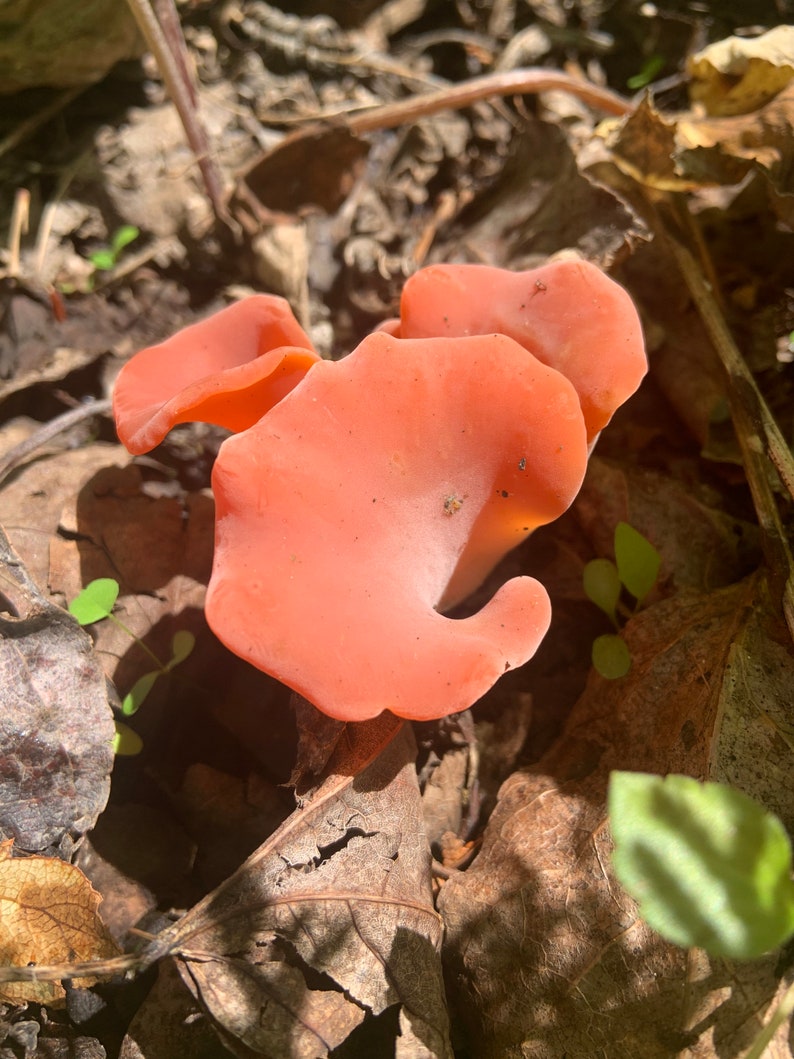 Sold Out Candied Apricot Jelly Mushrooms Etsy