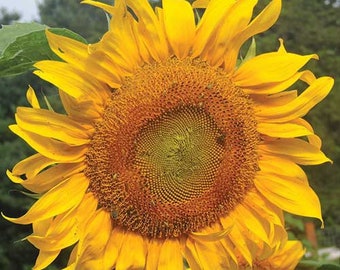 Mammoth Russian sunflower seeds