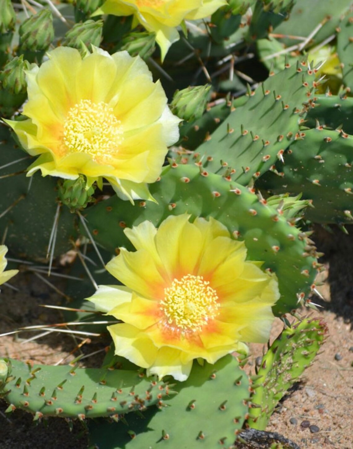 Prickly Pear Cactus Seeds Etsy
