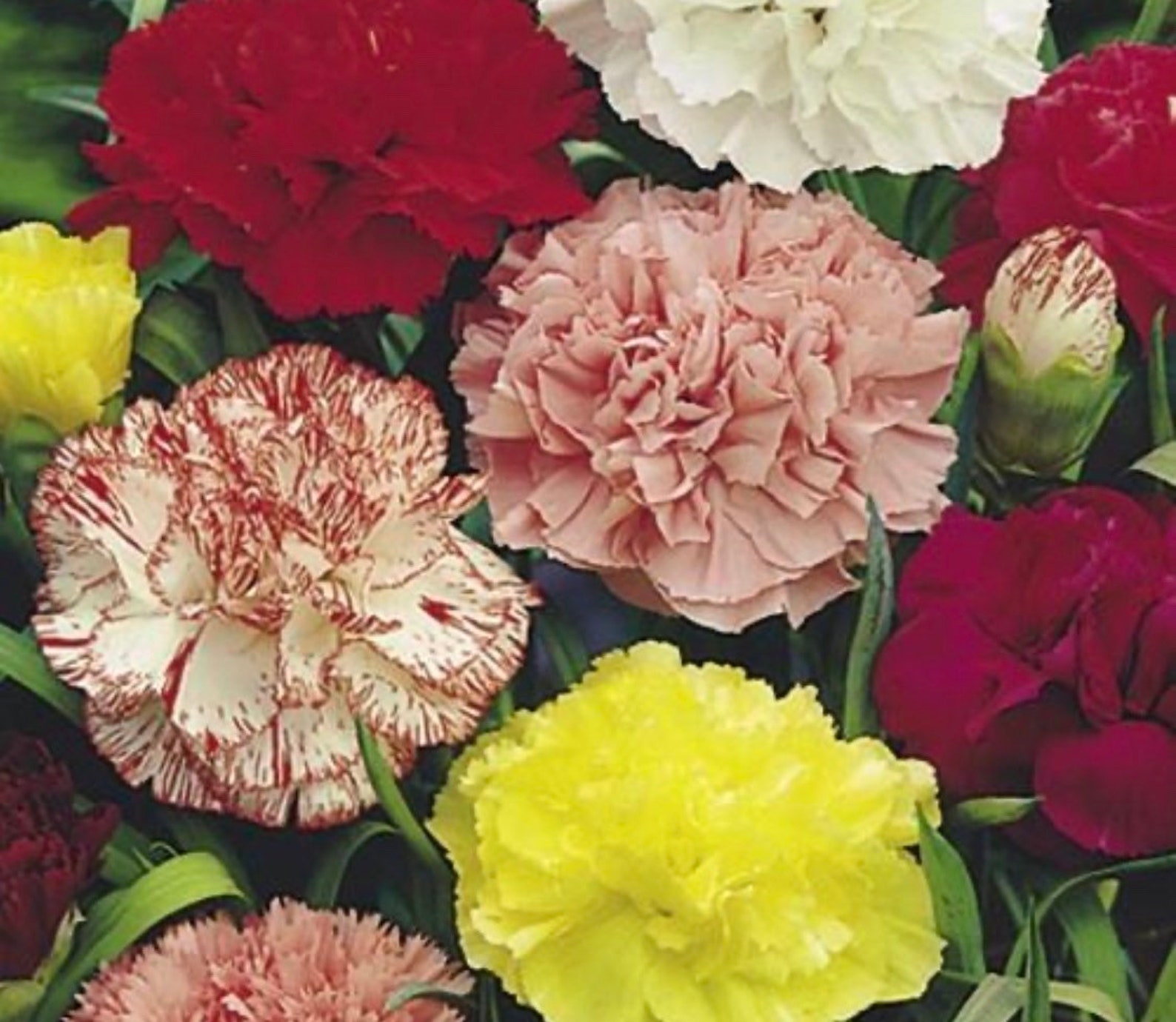 Carnation seeds Etsy