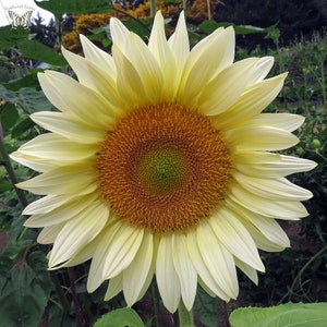 White sunflower seeds