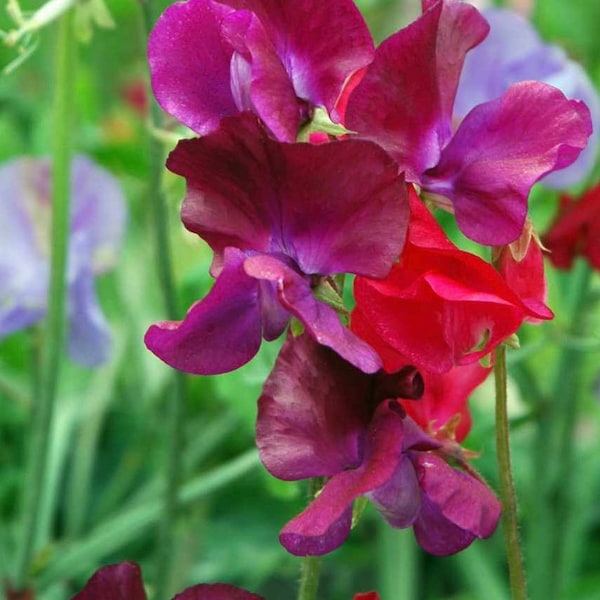 Sweet pea mixed color seeds