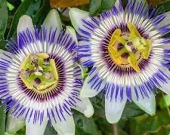 Blue passion flower seeds