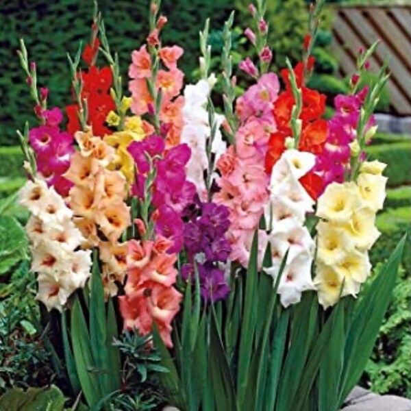 Gladiolus bulbs