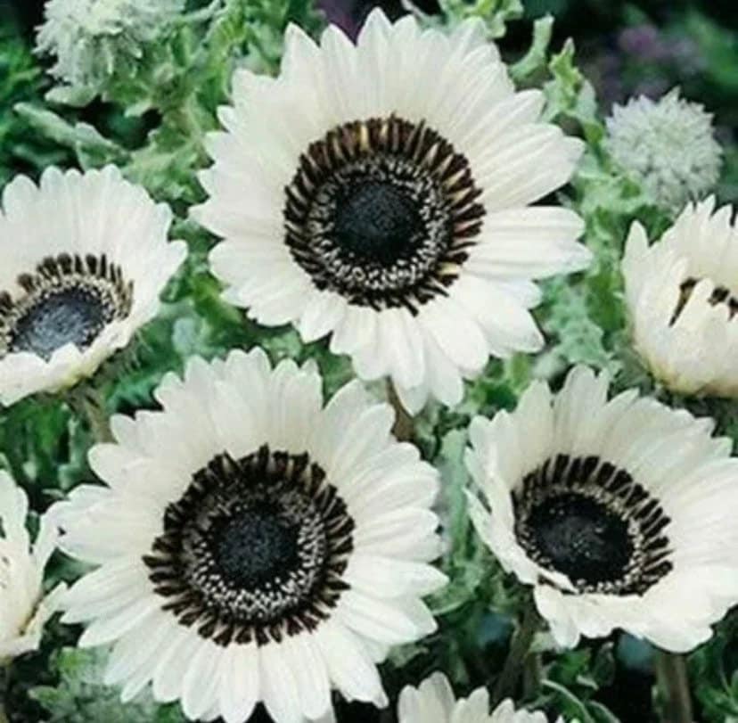 White sunflower seeds Etsy