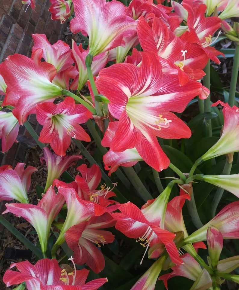 Red and white striped Amaryllis lily seeds | Etsy