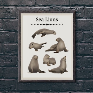 Sea Lion Print /  Sea Lion Poster / Sea Lion Wall Art / Australian Sea Lion Collection / Animal Modern Wall Art / Marine Mammal Poster