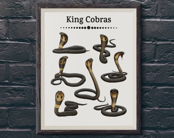 May include: A framed print with the title "King Cobras" and an illustration of seven king cobras in different poses.