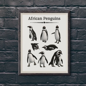 African Penguin Art Print Blackfooted Penguin Wall Decor Wildlife Poster Watercolor Bird Home Interior Gift for Penguin Enthusiast