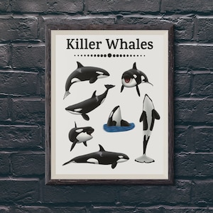 Orca Print Killer Whale Wall Art Marine Mammal Poster Orca Watercolor Painting Black and White Ocean Decor Gift for Sea Life Enthusiast