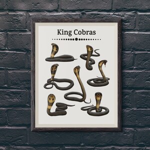 Könnte beinhalten: Ein gerahmter Druck mit dem Titel "King Cobras" und einer Illustration von sieben Königskobras in verschiedenen Posen.