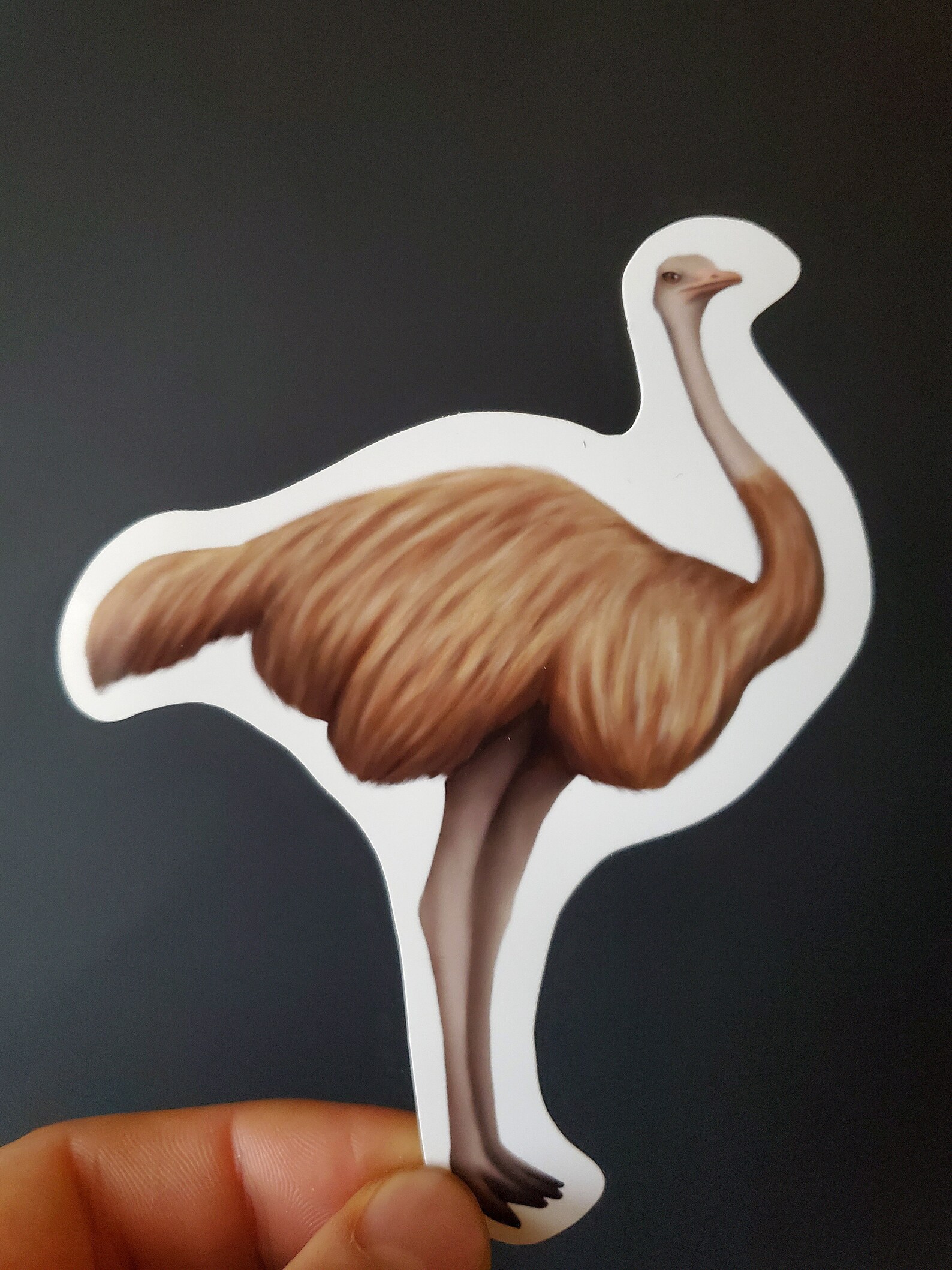 Ostrich Stickers Animal Sticker Pack 6 Pcs Water Proof Vinyl Etsy