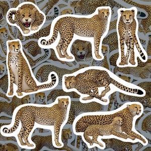 Pacchetto adesivi ghepardo Decalcomania in vinile impermeabile Safari Wildlife Cancelleria Regalo per amanti dei ghepardi Set di adesivi per laptop Diario Bottiglia d&#39;acqua