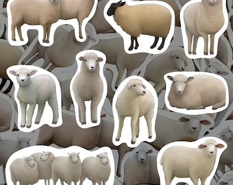 Könnte beinhalten: Eine Sammlung von weißen Schaf-Stickern in verschiedenen Posen, darunter stehend, liegend und seitwärts blickend. Die Sticker sind perfekt, um jedem Projekt einen Hauch von Verspieltheit zu verleihen.