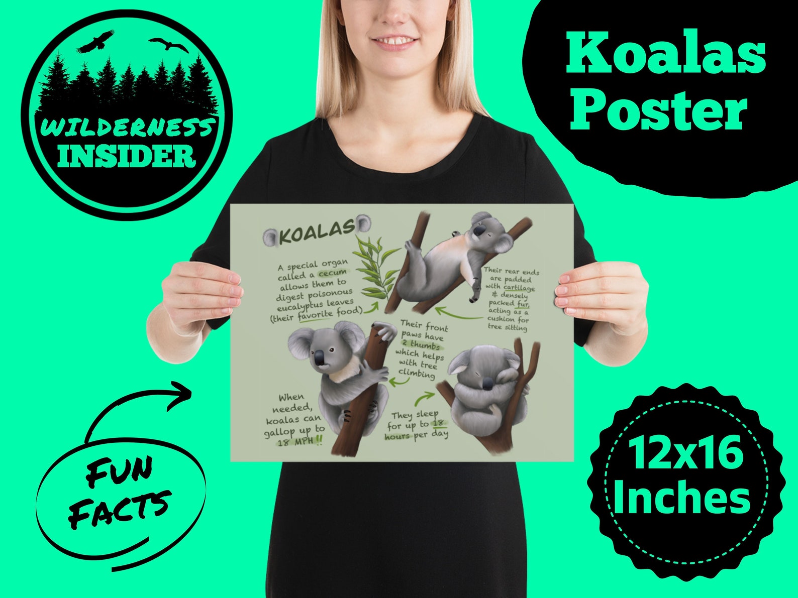 Koalas Educational Poster Wildlife Fun Facts for Kids and Etsy
