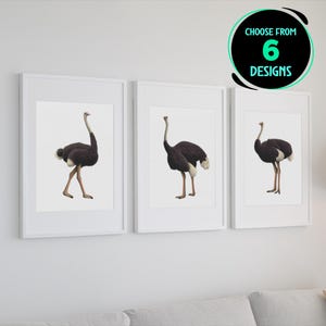 Ostrich Art Prints Set Somali Bird Illustration African Wildlife Decor Modern Home Interior Wall Art Gift for Bird Watcher Set of 6
