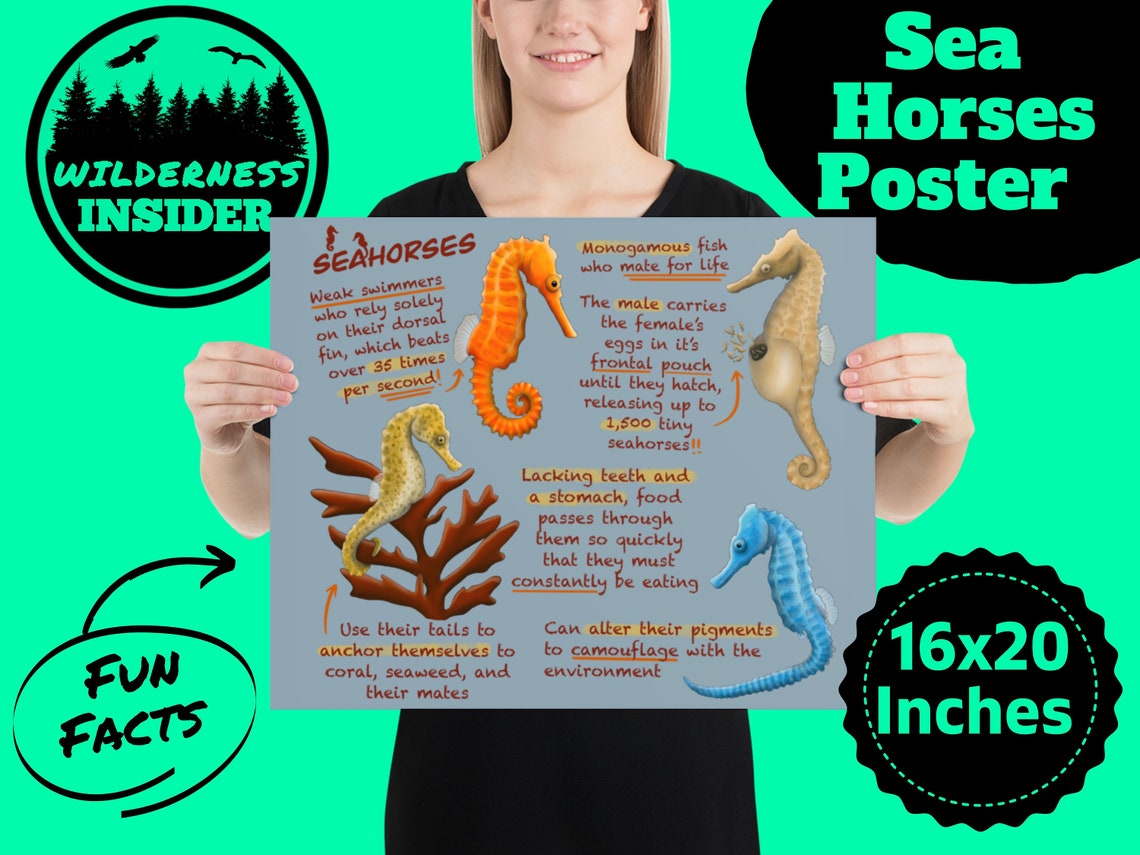 Seahorses Educational Poster Wildlife Fun Facts for Kids and | Etsy