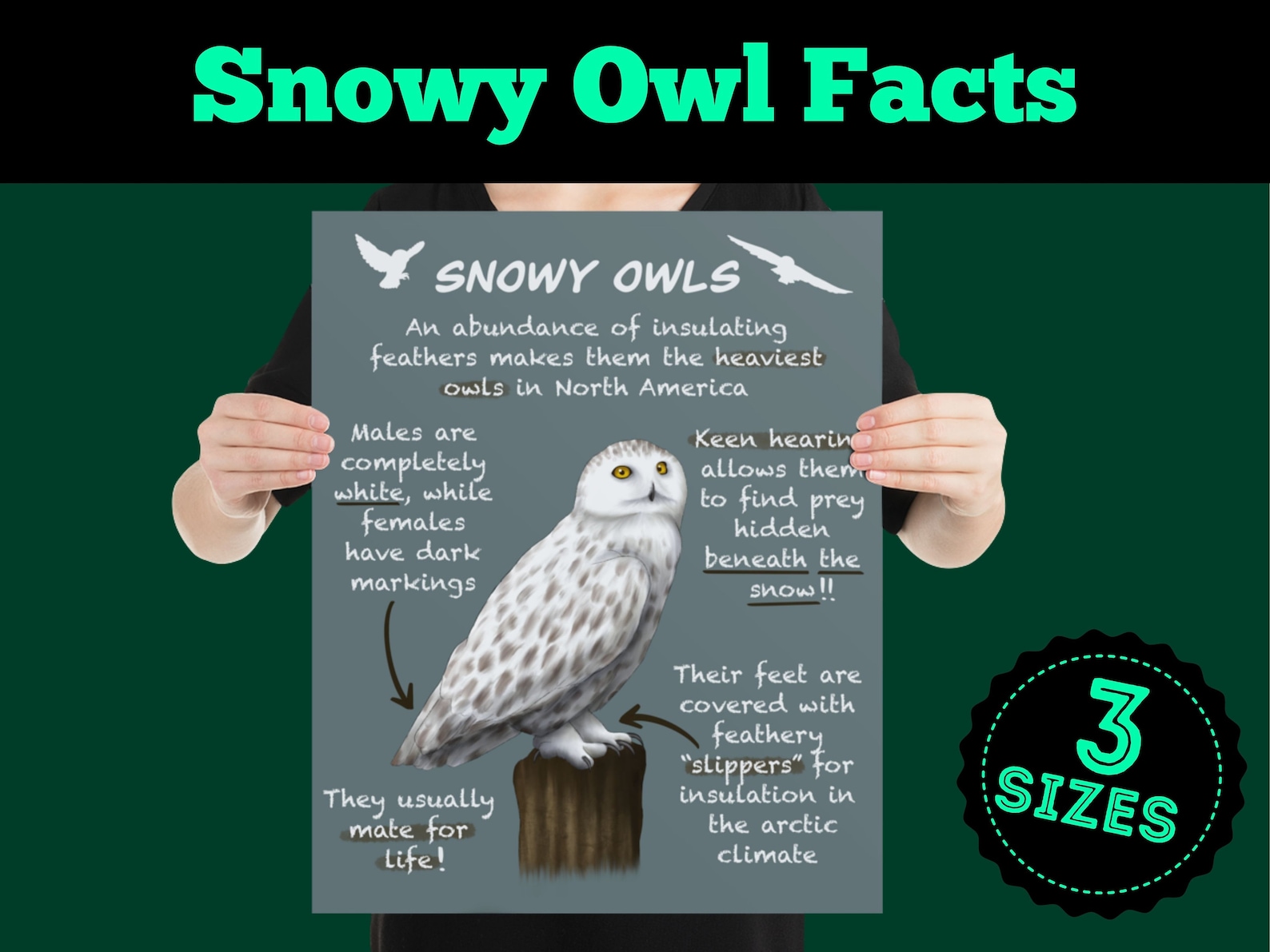 White Snowy Owls Educational Poster Fun Wildlife Facts for Etsy UK