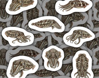 Cuttlefish Stickers Waterproof Vinyl Decals Marine Animal Gift for Sea Life Lovers Cuttlefish Sticker Pack for Bottles Laptops Scrapbooking