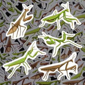 Praying Mantis Sticker Pack Insect Decal Entomology Vinyl Waterproof Stickers Gift For Bug Lover Mantises Decor For Water Bottle Laptop Car